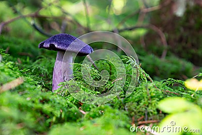 Side view of violet webcap. Low angle view with copy space for text. Also called Cortinarius violaceus, violet cort or Stock Photo