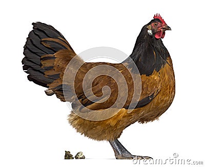 Side view Vorwerk chicken defecating Stock Photo