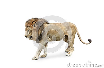 Side view of walking lion isolated on White Background Stock Photo