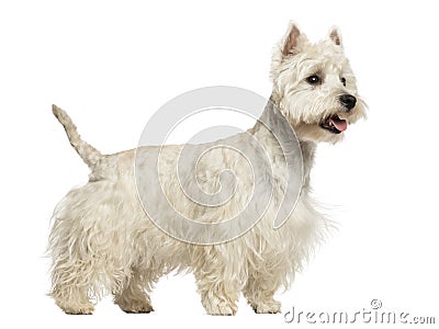 Side view of a West Highland White Terrier panting, 18 months Stock Photo