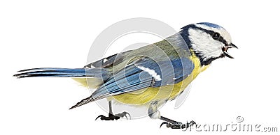 Side view of a Whistling Blue Tit, Cyanistes caeruleus Stock Photo