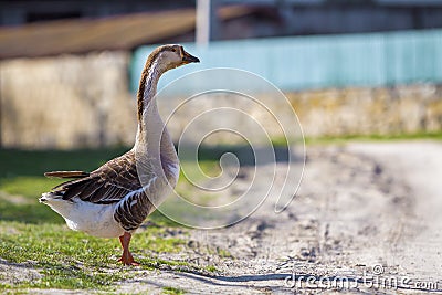 Side view of white-gray domestic full-grown fat healthy goose st Stock Photo