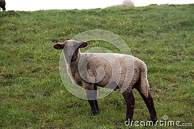 Side view on a white sheep on a grass area in rhede ems emsland germany Stock Photo