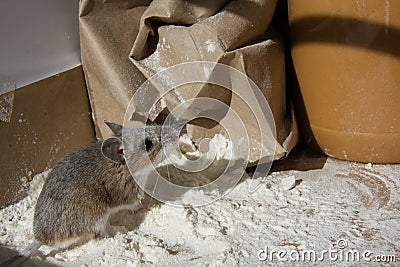 A flour encrusted house mouse looking up at a jar of peanut butter in a kitchen cabinet. Stock Photo