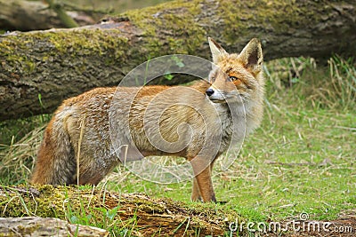 Side view of a Wild young red fox vulpes vulpes vixen scavengi Stock Photo