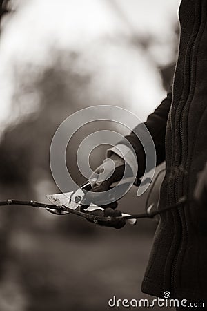 Side view of woman hand holding sharp secateur cutting branch Stock Photo