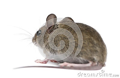 Side view of Wood mouse in Stock Photo