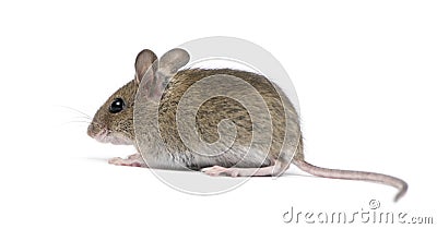 Side view of Wood mouse Stock Photo