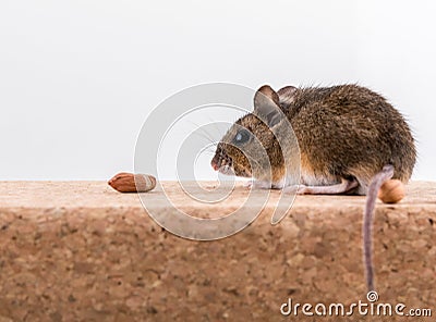 Side view of a wood mouse, Apodemus sylvaticus, sitting on a cork brick with light background, sniffing some peanuts Stock Photo