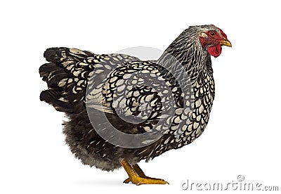 Side view of a Wyandotte chicken Stock Photo