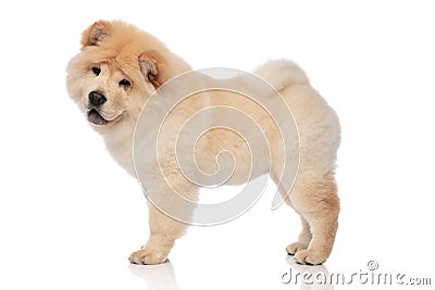 Side view of yellow chow chow with blue tongue exposed Stock Photo