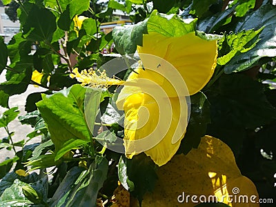 Side view yellow gumamela flower Stock Photo