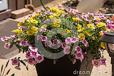 a side view of yellow and purple Million Bells blossoms in a planter Stock Photo