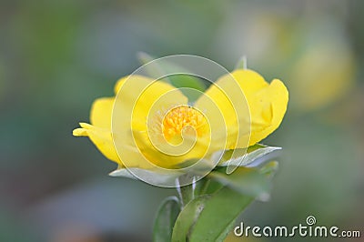 Side view yellow Snake Vine Flower Stock Photo