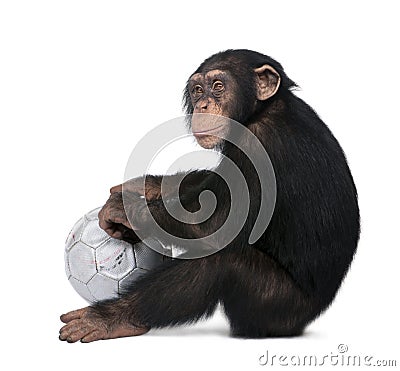 Side view of a Young Chimpanzee and his ball - Sim Stock Photo