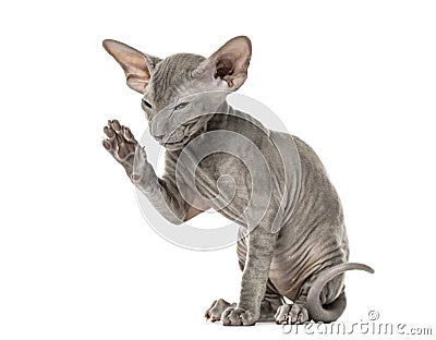 Side view of a young peterbald cat high-fiving in a funny positi Stock Photo