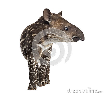 Side view of a young South american tapir, isolated on white Stock Photo