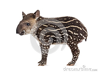 Side view of a young South american tapir, isolated on white Stock Photo