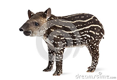 Side view of a young South american tapir, isolated on white Stock Photo