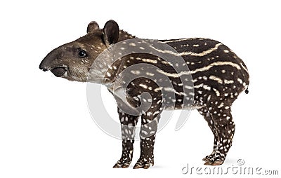 Side view of a young South american tapir, isolated on white Stock Photo