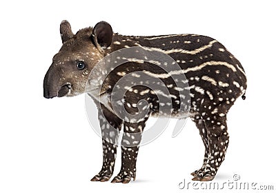 Side view of a young South american tapir, isolated on white Stock Photo