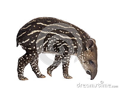 Side view of a young South american tapir sniffing Stock Photo