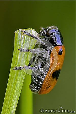 The side of wild red cercopidae vulnerata Stock Photo