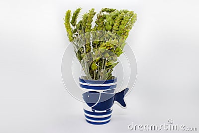 Sideritis Scardica in pot. Stock Photo