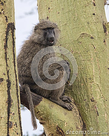 Sideview of an adult baboon sitting in an Acai Tree with mouth partially open Stock Photo