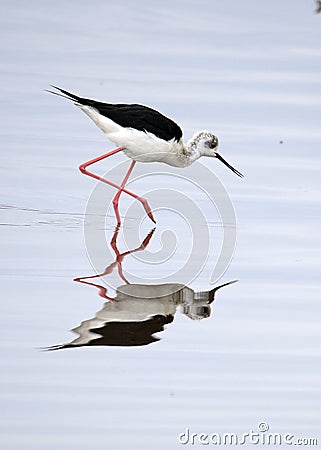 Sideview of Blackwinged Stilt standing in water with reflection in front Stock Photo