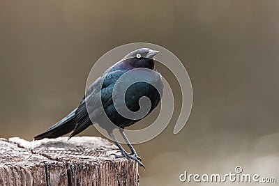 Sideview of brewer`s blackbird in Idaho. Stock Photo