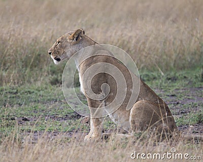 Sideview closeup of lioness sitting on ground looking straight ahead Stock Photo