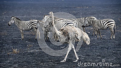 Sideview of a female ostrich walking in front of a small herd of Zebras Stock Photo