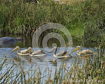 Sideview of four white pelicans swimming in a water hole with one partially submerged hippo in the background Stock Photo