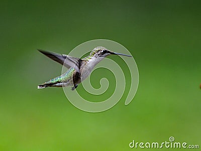 Sideview of a garden visitor known as the Ruby throated humming bird hovering with a deep green background Stock Photo