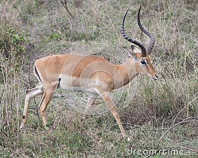 Sideview of male impala with large antlers walking in grass with head raised Stock Photo