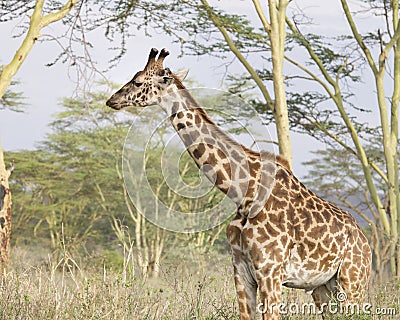 Sideview of a Masai Giraffe looking ahead with Acai Trees in the background Stock Photo