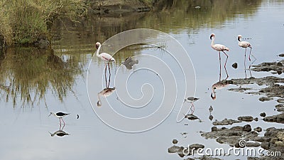 Sideview of Three Flamingos standing in water with two Blackwinged Stilt standing in the foreground Stock Photo