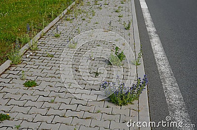 Sidewalk of concrete cubes at a crossing overgrown with weed flowers. neighborhood without regular maintenance. sidewalks difficul Stock Photo