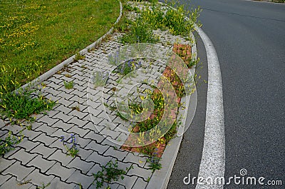 Sidewalk of concrete cubes at a crossing overgrown with weed flowers. neighborhood without regular maintenance. sidewalks difficul Stock Photo