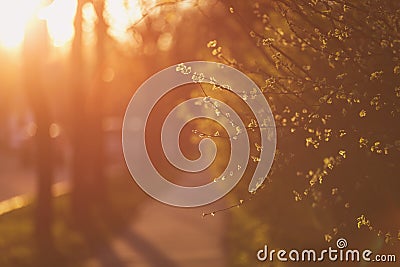 Sidewalk in town with sunset light, shallow focus Stock Photo