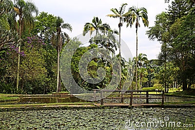 Lake waters covered by water lilies. To the tall plameiras, trees and gardens. Sao Paulo Botanical Garden Stock Photo