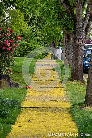 Sidewalks covered in fallen maple flowers. Stock Photo