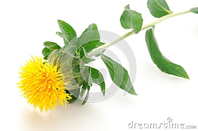 Sideways one safflower flower Stock Photo