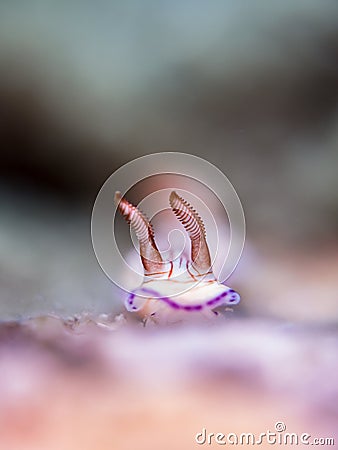 Sidewinder. Nudibranch. Hypselodoris sp Stock Photo