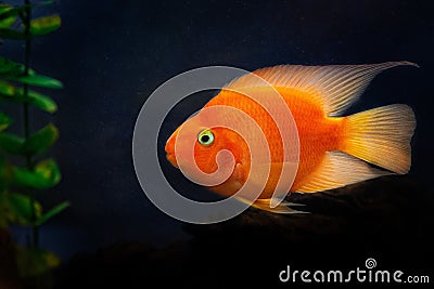 Sidewise, in profile view of a goldfish Stock Photo