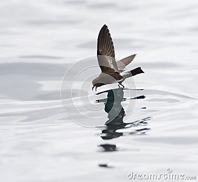 Sierlijk stormvogeltje, Elliot's Storm-Petrel, Oceanites gracili Stock Photo