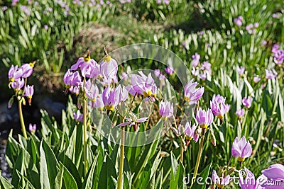 Sierra Shooting Star Flowers Stock Photo