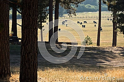 Sierra Valley ranch pasture land Stock Photo
