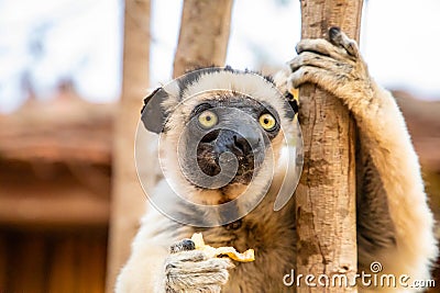 Sifaka lemur (Propithecus verreauxi), Madagascar nature Stock Photo